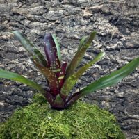 Mini Neoregelia Bromeliad - Royal Burgundy x Fireball