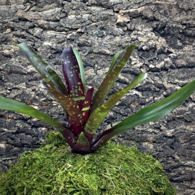 Mini Neoregelia Bromeliad - Royal Burgundy x Fireball