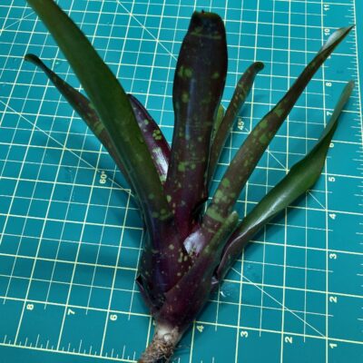 Mini Neoregelia Bromeliad - Royal Burgundy x Fireball size