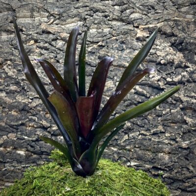 Mini Neoregelia Bromeliad - Superball x Pauciflora