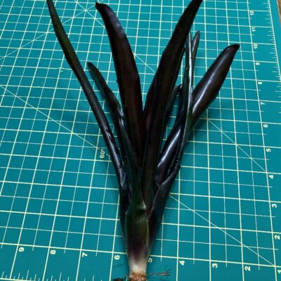 Mini Neoregelia Bromeliad - Superball x Pauciflora size
