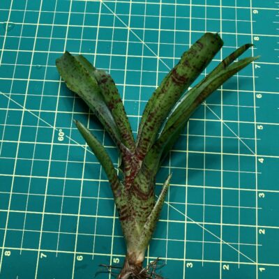 Mini Neoregelia Bromeliad - Tabby size