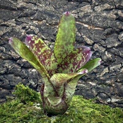 Mini Neoregelia Bromeliad - Tweedle Dee x Night Spot