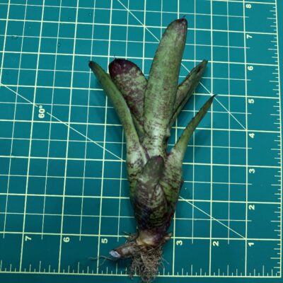Mini Neoregelia Bromeliad - Tweedle Dee x Night Spot size