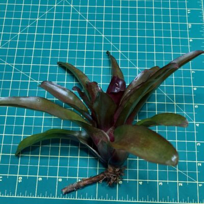 Mini Neoregelia Bromeliad - Zoe (No Variegation) size