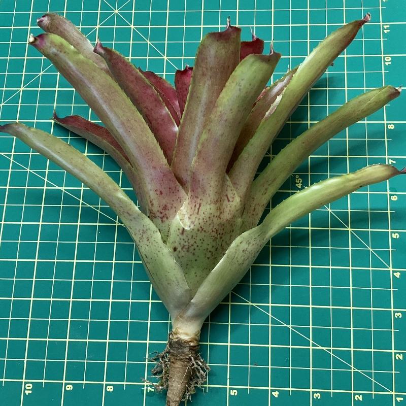 Neoregelia Bromeliad - Aura size