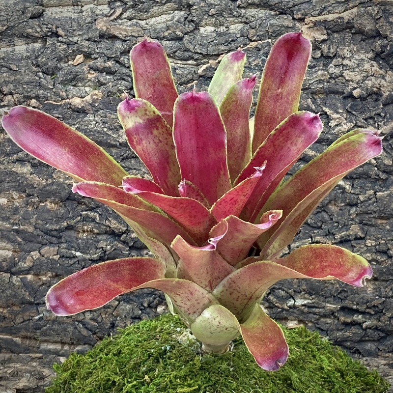 Neoregelia Bromeliad - Aura