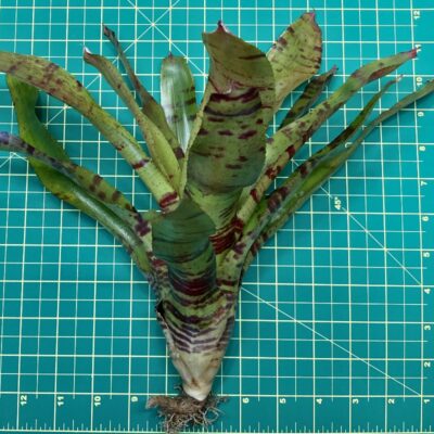 Neoregelia Bromeliad - Blushing Tiger size