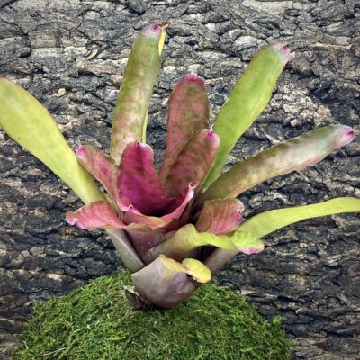 Neoregelia Bromeliad - Cotton Candy