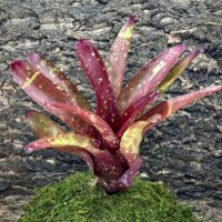 Neoregelia Bromeliad - Gespacho