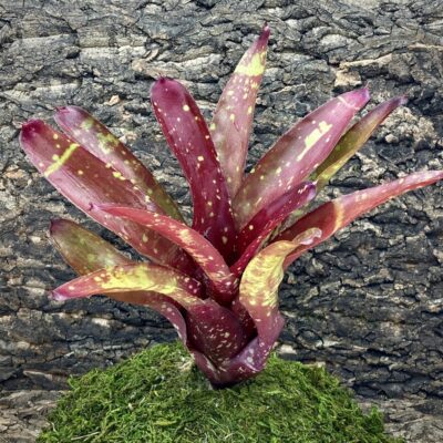 Neoregelia Bromeliad - Gespacho