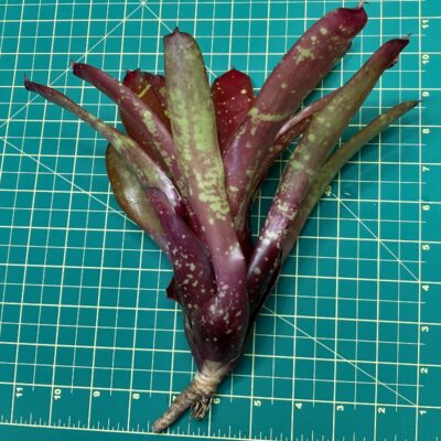 Neoregelia Bromeliad - Gespacho size