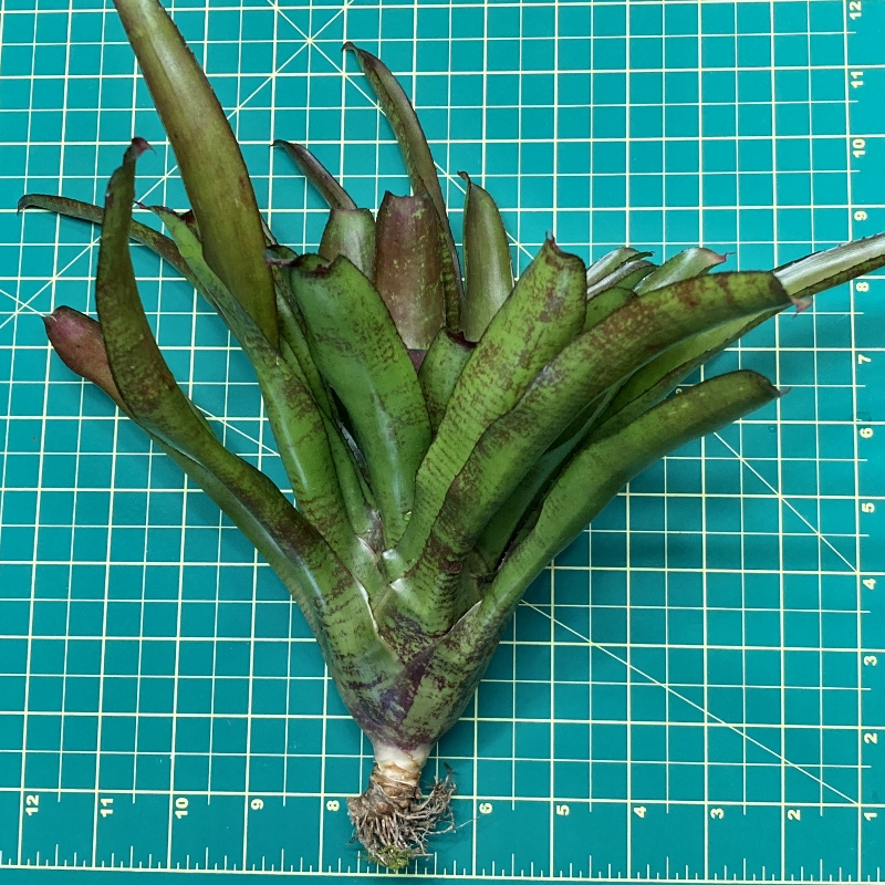 Neoregelia Bromeliad - Hot Rod size