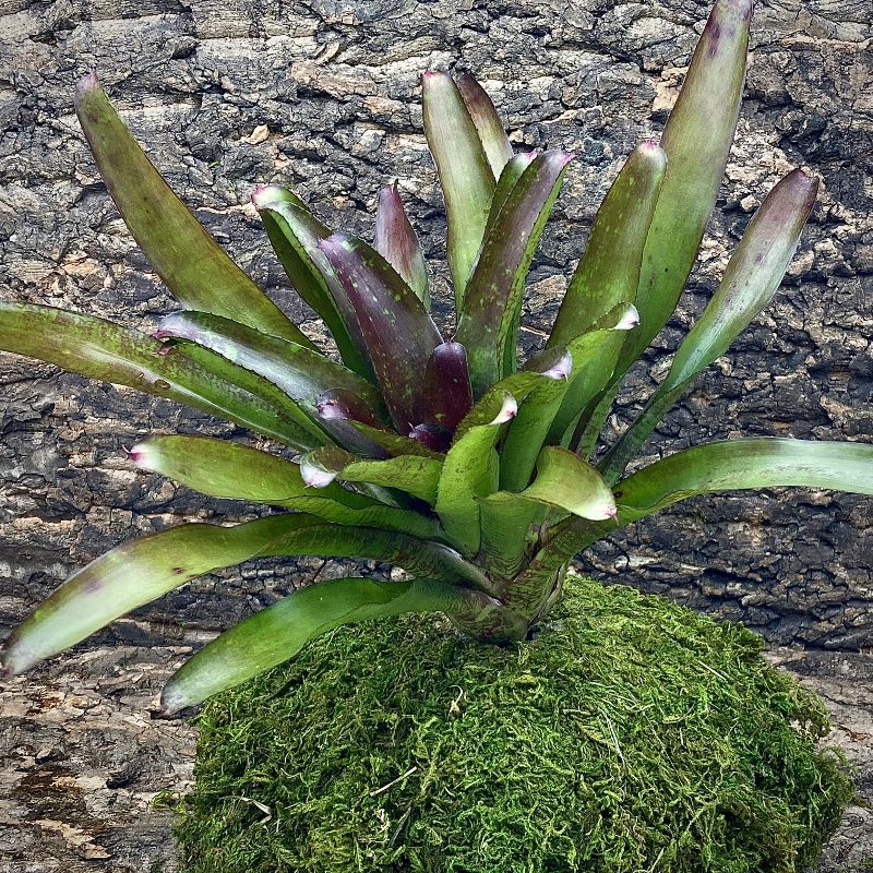 Neoregelia Bromeliad - Hot Rod