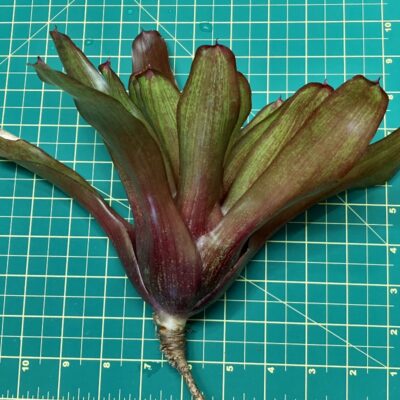 Neoregelia Bromeliad - Jewlery Shop x Fireball size