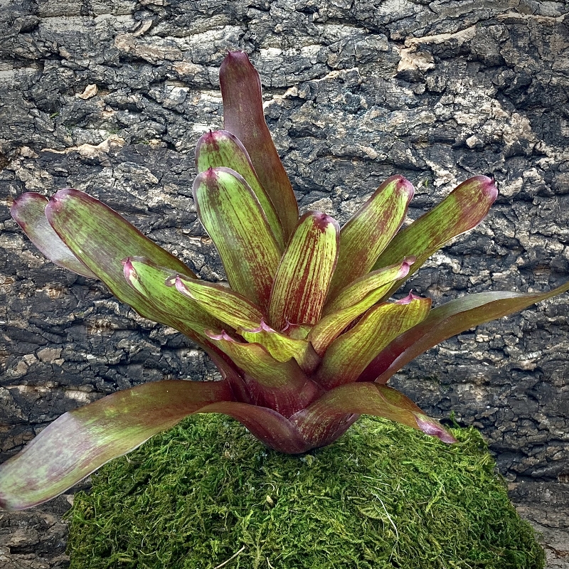 Neoregelia Bromeliad - Jewlery Shop x Fireball