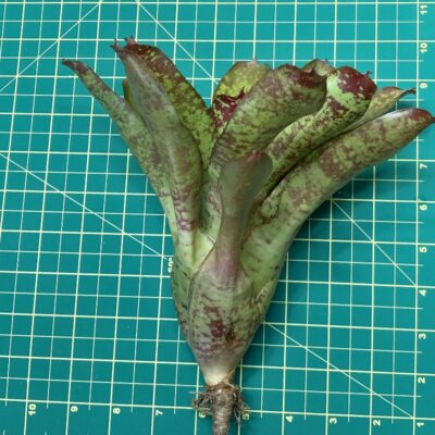 Neoregelia Bromeliad - Little Dazzler size