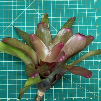 Neoregelia Bromeliad - One & Only x Little Purple Gem size