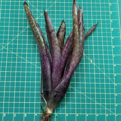 Neoregelia Bromeliad - Pittsburg Style size