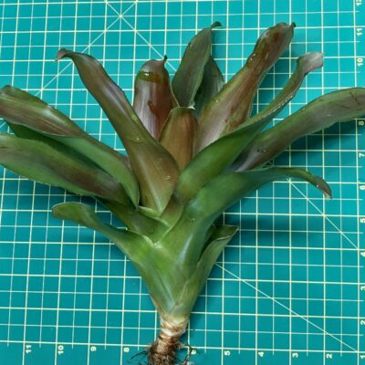 Neoregelia Bromeliad - Red Blush (No Variegation) size