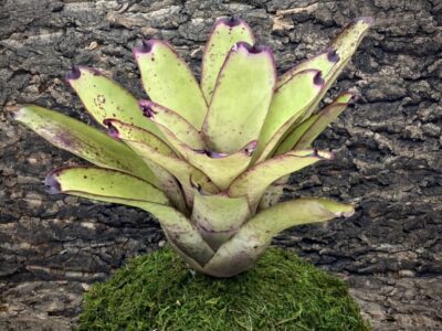 Neoregelia Bromeliad - Smithii x Painted Lady 2