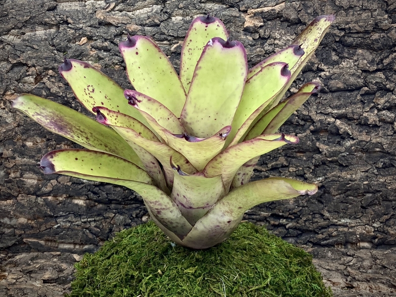 Neoregelia Bromeliad - Smithii x Painted Lady 2
