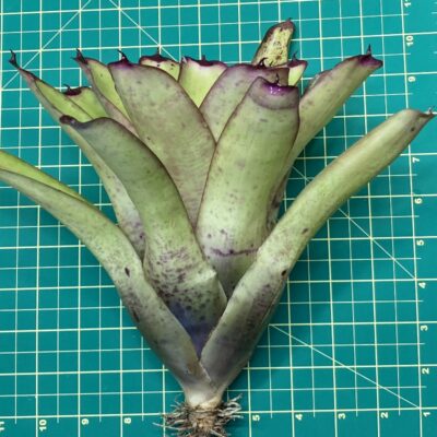 Neoregelia Bromeliad - Smithii x Painted Lady size