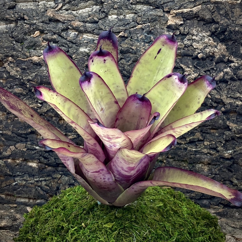 Neoregelia Bromeliad - Smithii x Painted Lady