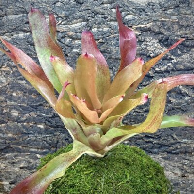 Neoregelia Bromeliad - Topaz