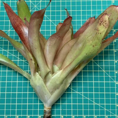 Neoregelia Bromeliad - Topaz size