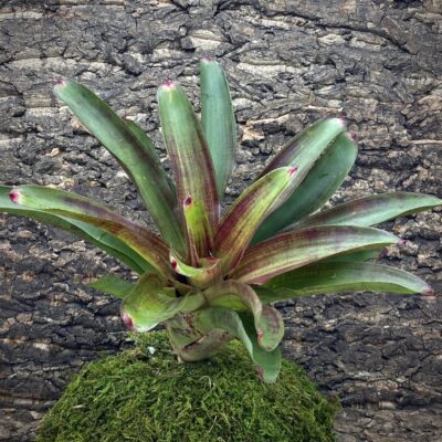 Neoregelia Bromeliad - Woodstock