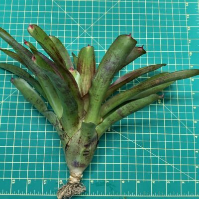 Neoregelia Bromeliad - Woodstock size