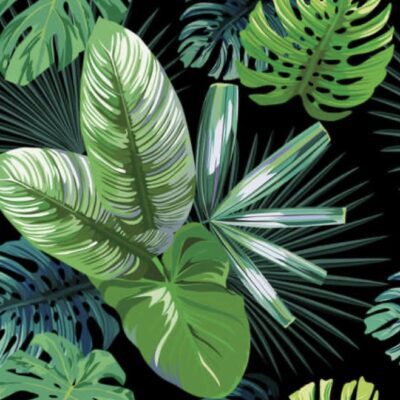 Available Imported Rare Terrarium Plants in Canada