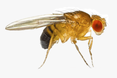 Flightless Fruit Fly