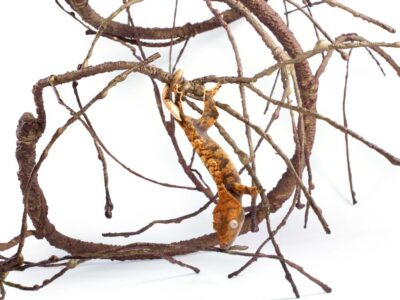 Pangea Ultimate Vine Brown with crested crecko