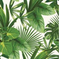 safe Terrarium Plants Available in Canada