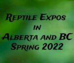 All Reptile Expos in Alberta and BC Spring 2022