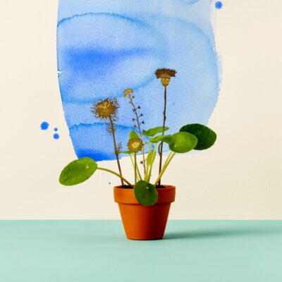 Brass Blooms Wildflowers Potted