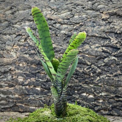 Mini Neoregelia Bromeliad - Ampullacea Bert