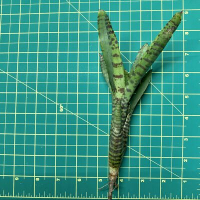 Mini Neoregelia Bromeliad - Ampullacea Bert size