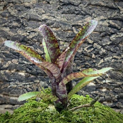 Nano Neoregalia Bromeliad - Ampullacea Midget