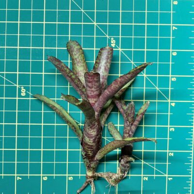Mini Neoregelia Bromeliad - Ampullacea Midget size