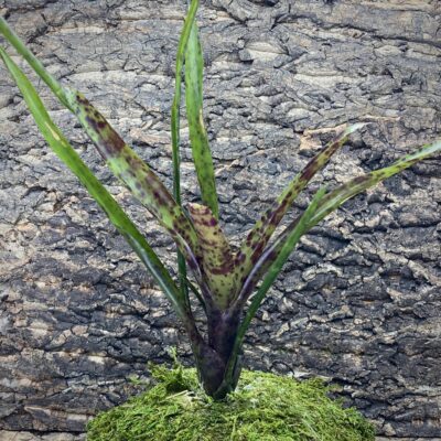 Mini Neoregelia Bromeliad - Ariel