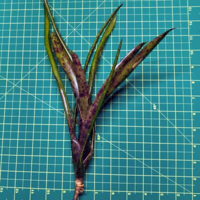Mini Neoregelia Bromeliad - Ariel size