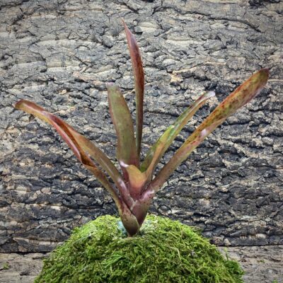 Mini Neoregelia Bromeliad - Blood Red