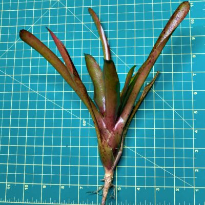 Mini Neoregelia Bromeliad - Blood Red size