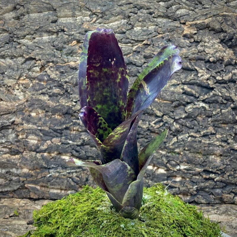 Mini Neoregelia Bromeliad - Blueberry Pie