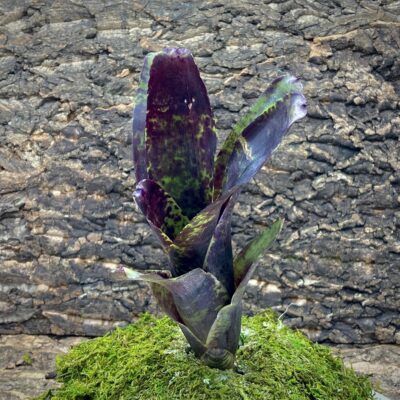 Mini Neoregelia Bromeliad - Blueberry Pie
