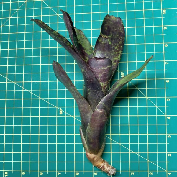 Mini Neoregelia Bromeliad - Blueberry Pie size