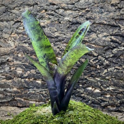 Mini Neoregelia Bromeliad - Blueberry Smoothie
